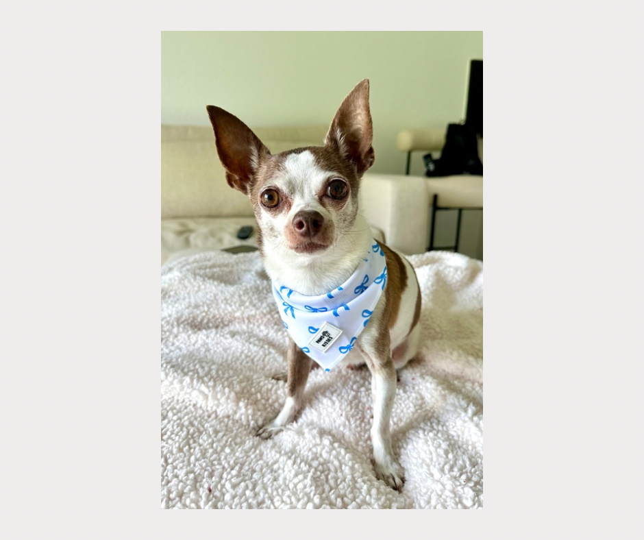 Cooling Bandana - Pawquette