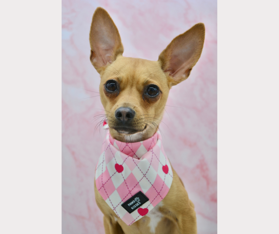 Cooling Bandana - Queen of Hearts