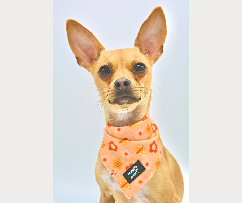 Cooling Bandana - Butterflies in Bloom