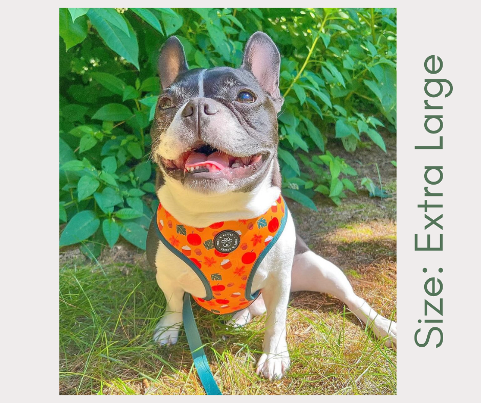 Reversible Harness - Sweater Weather