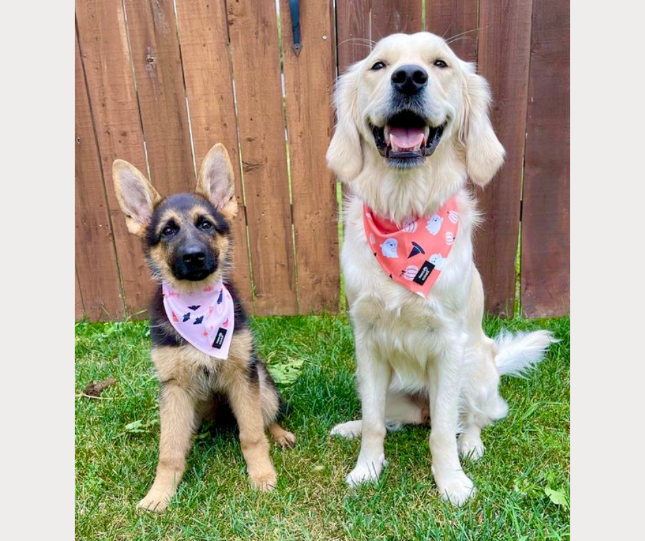 Cooling Bandana - Spooksies