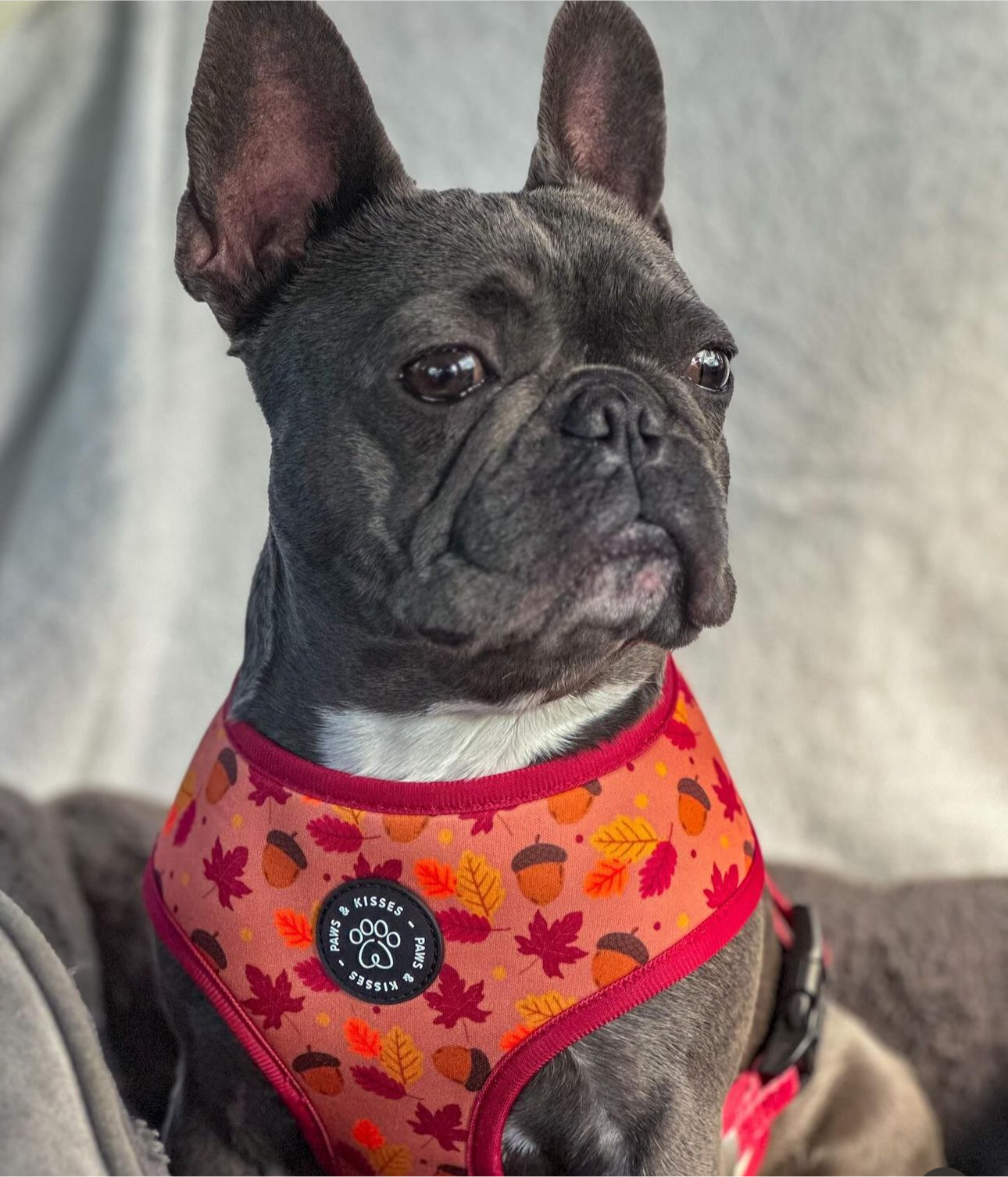 Reversible Harness - Fall Leaves to Christmas Trees
