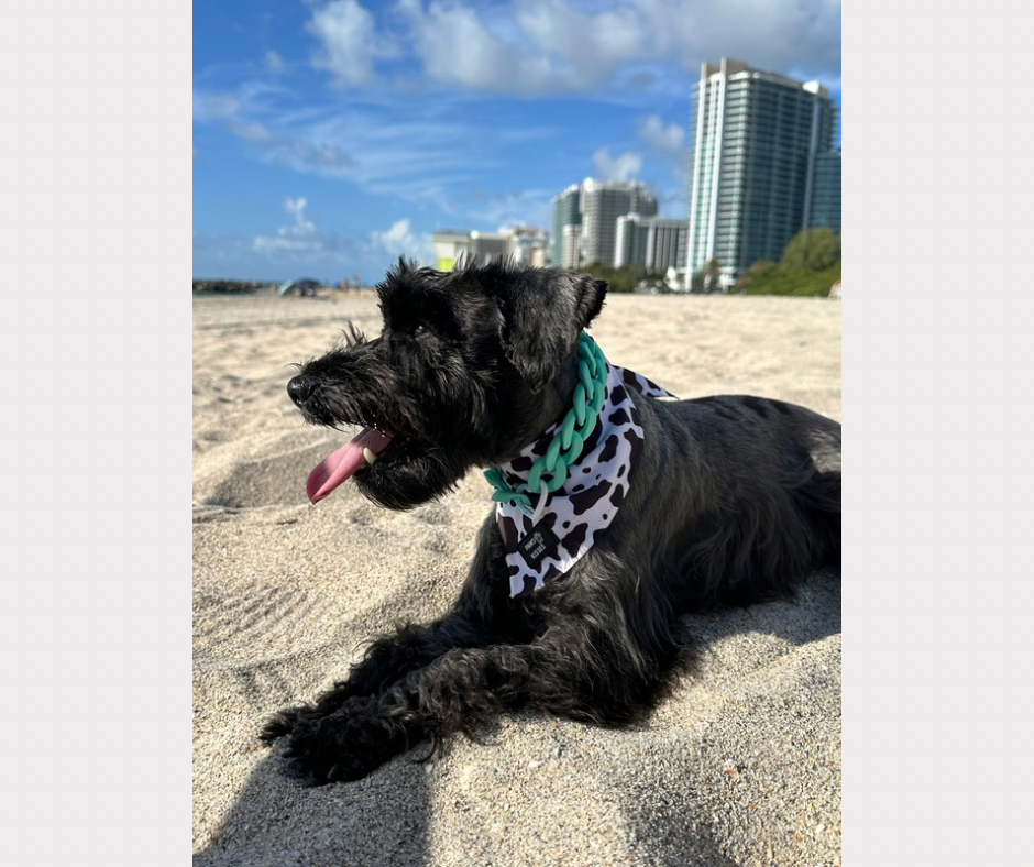 Cooling Bandana - Moo Moo Chic