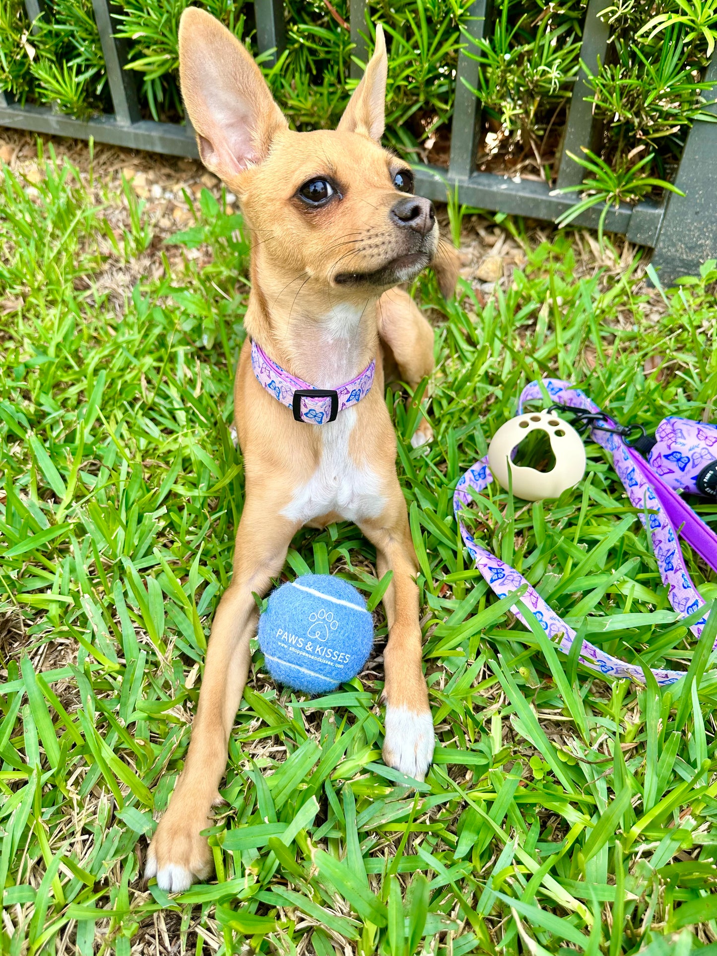 Tennis Ball & Sleeve Set