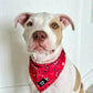 Cooling Bandana - Yeepaw