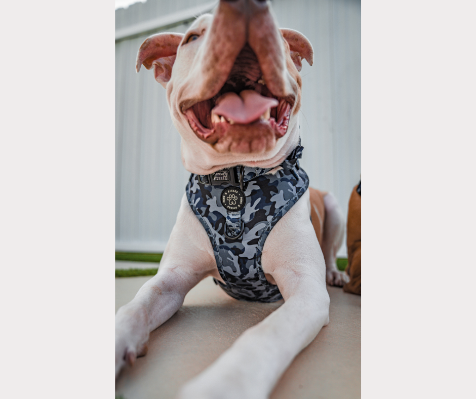 Adjustable No Pull Harness - Bark Ops