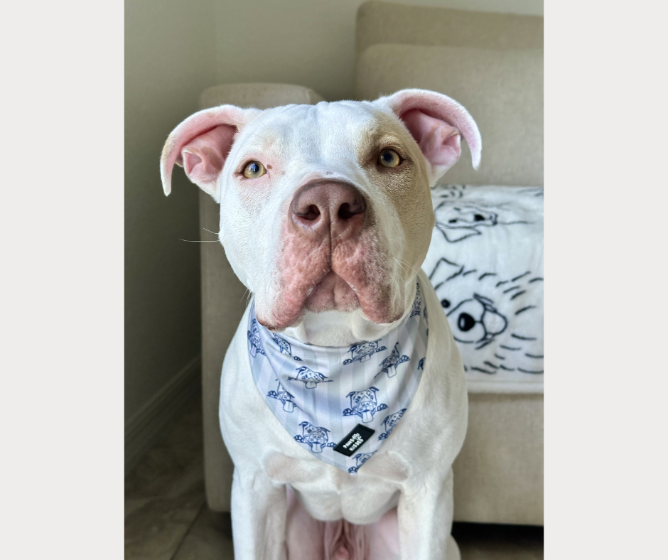 Cooling Bandana - Pitbull