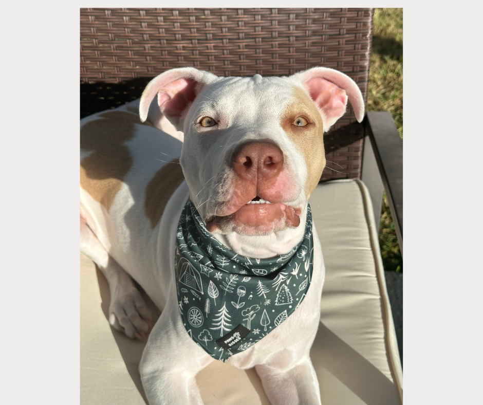 Cooling Bandana - Happy Camper