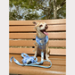 Adjustable No Pull Harness - Dream