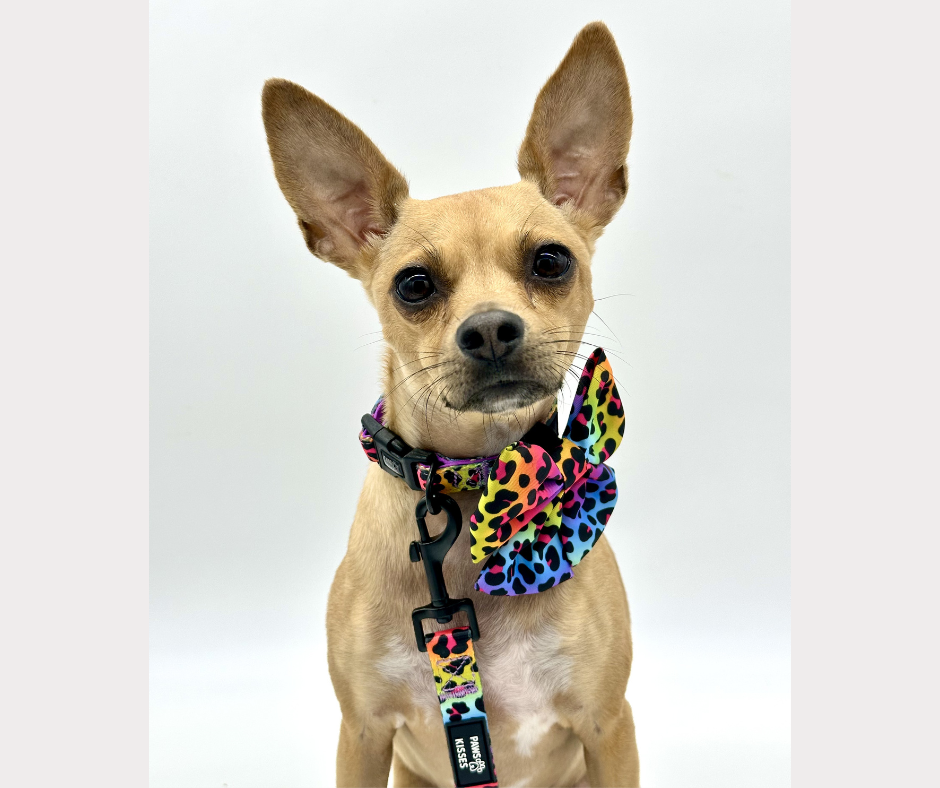 Wild One - Adjustable Collar