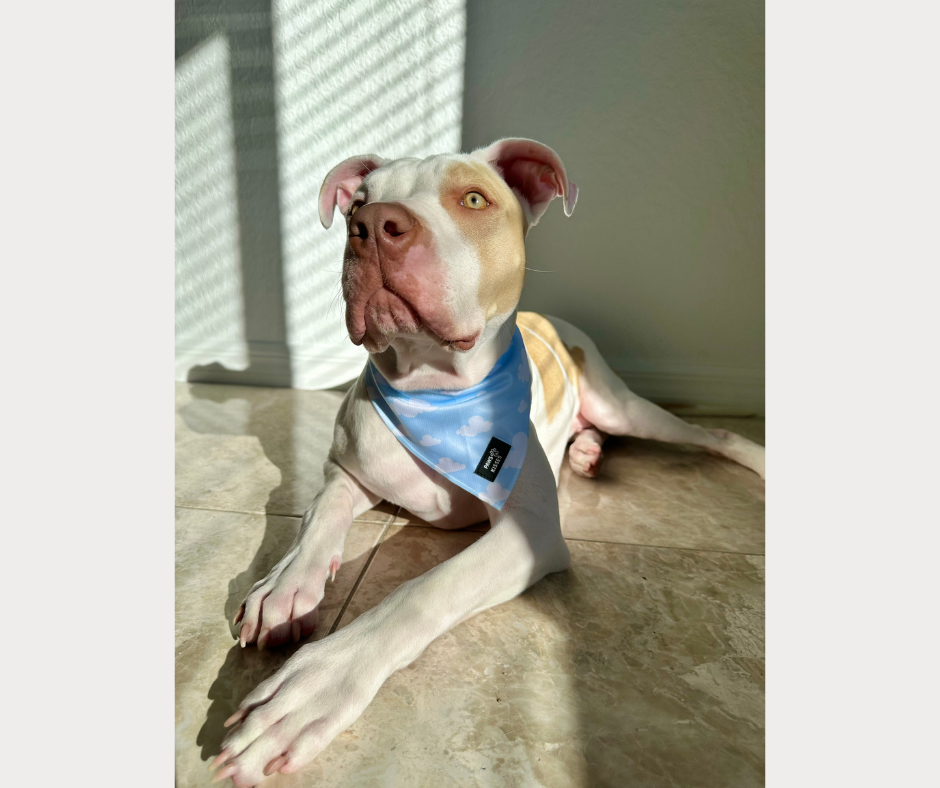 Cooling Bandana - In the Clouds