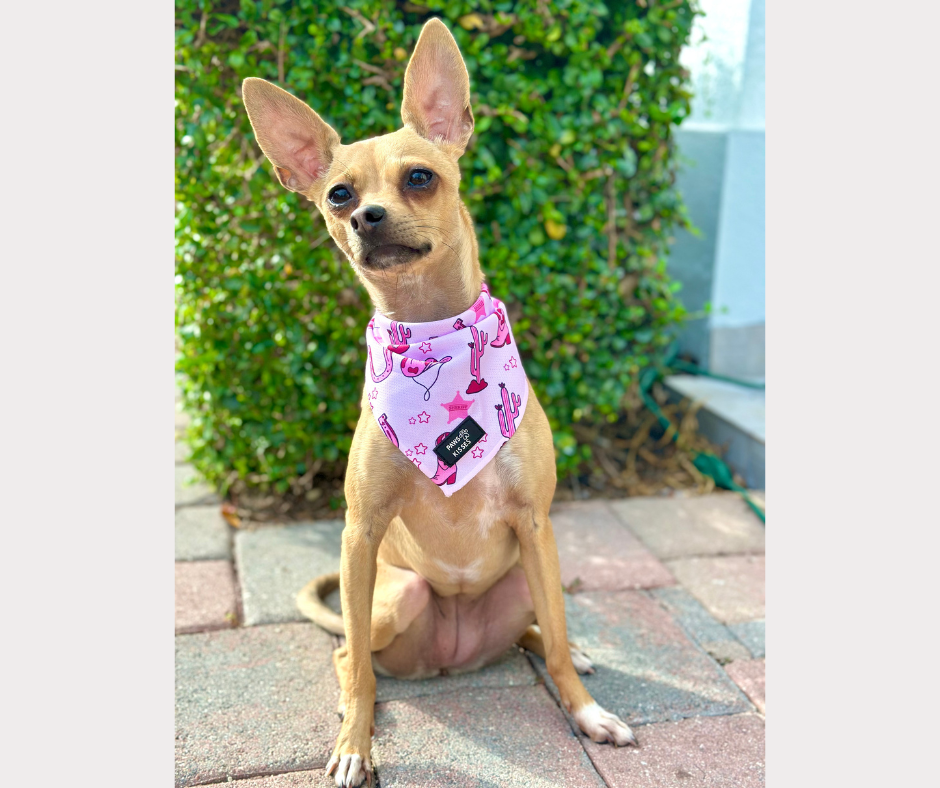 Cooling Bandana - Cowgirl