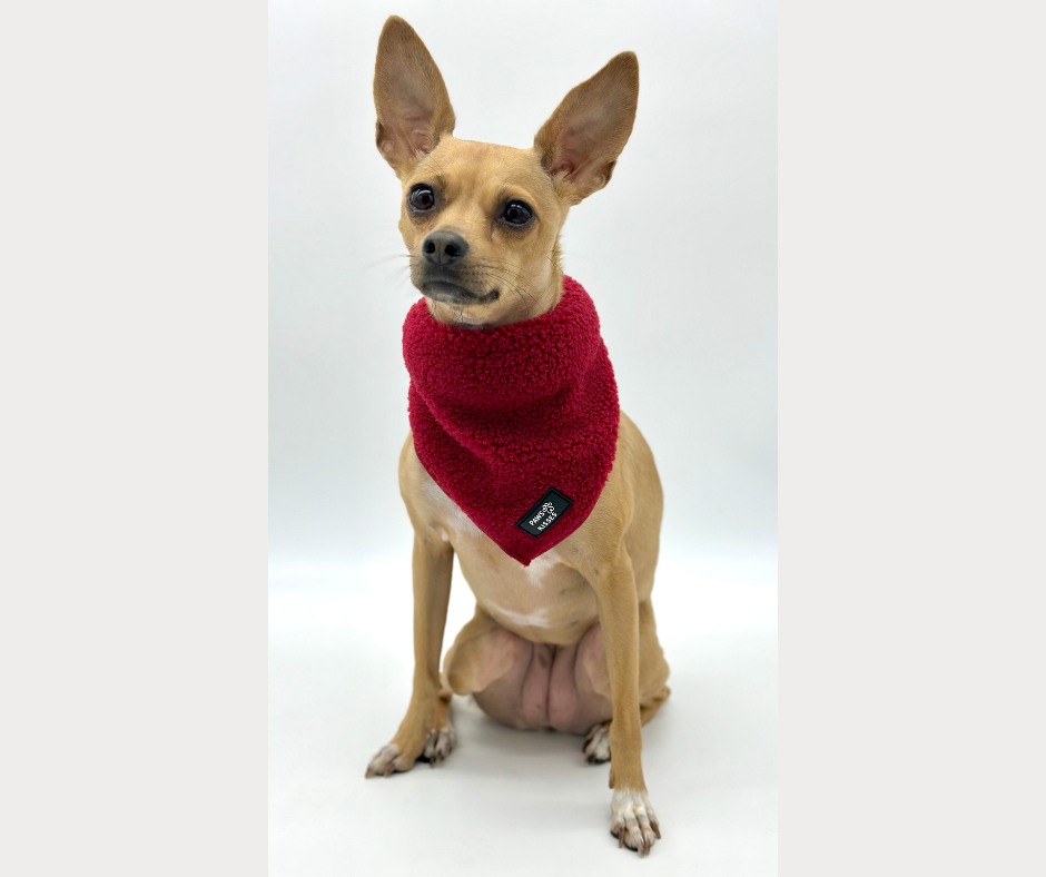 Bandana - Teddy Merlot