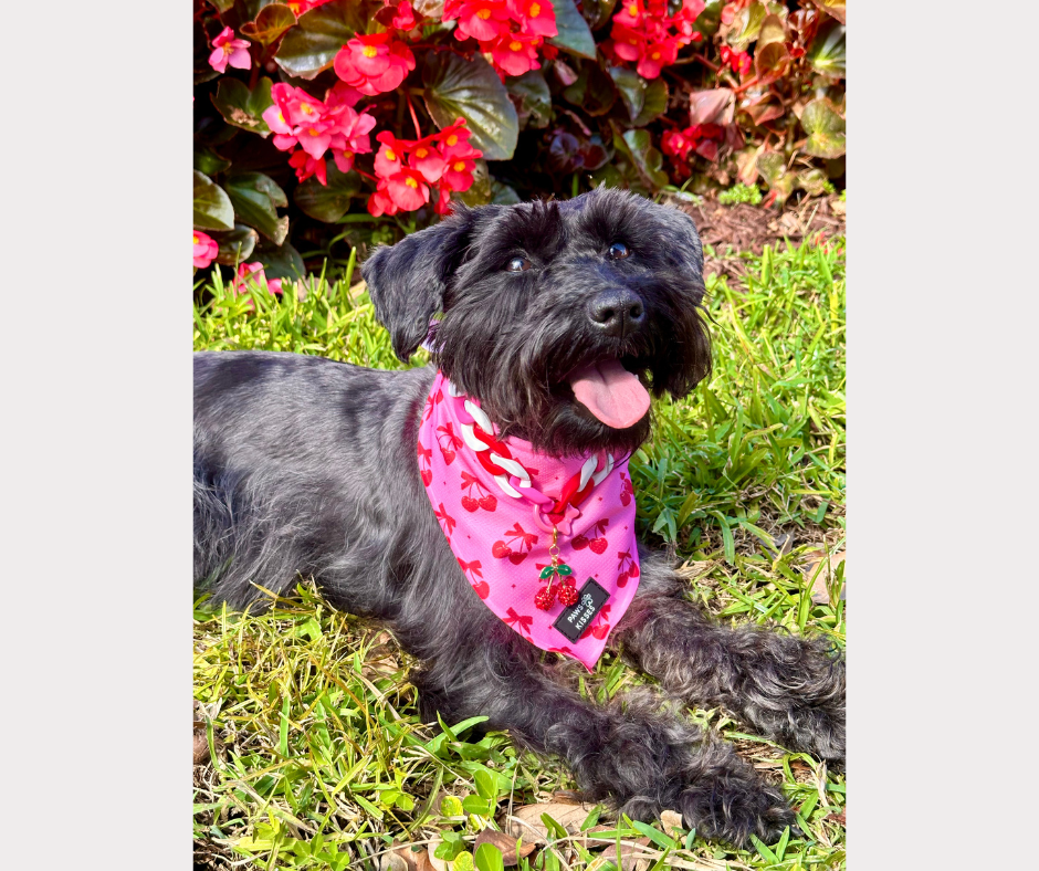 Cooling Bandana - Very Cherry