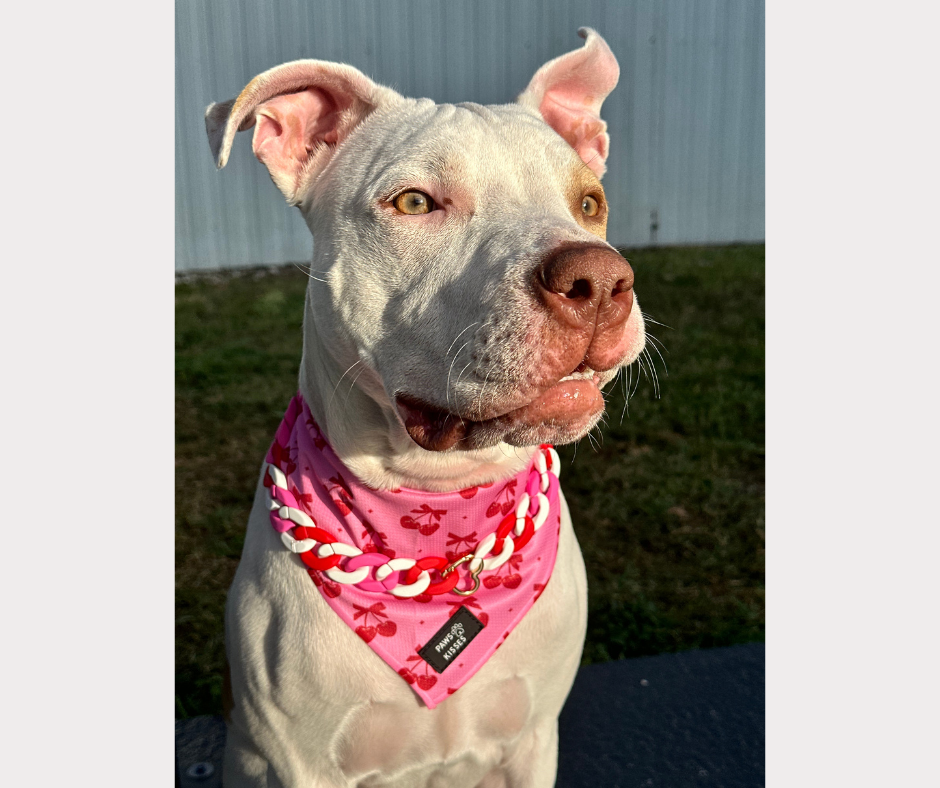 Cooling Bandana - Very Cherry