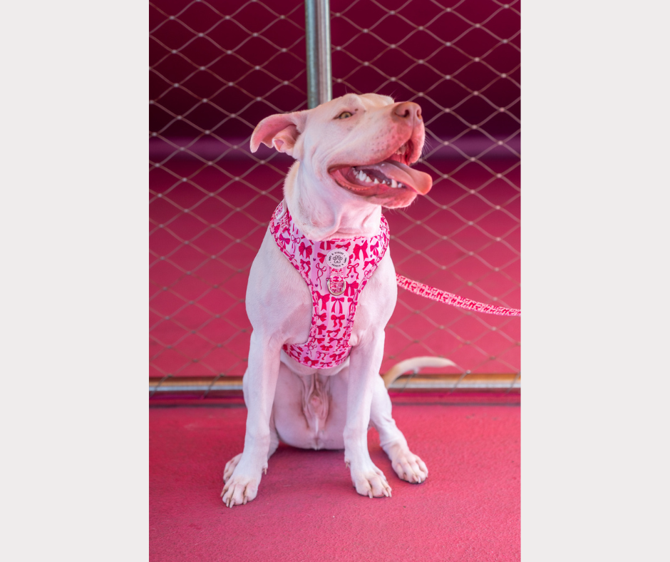 Adjustable No Pull Harness - Diva