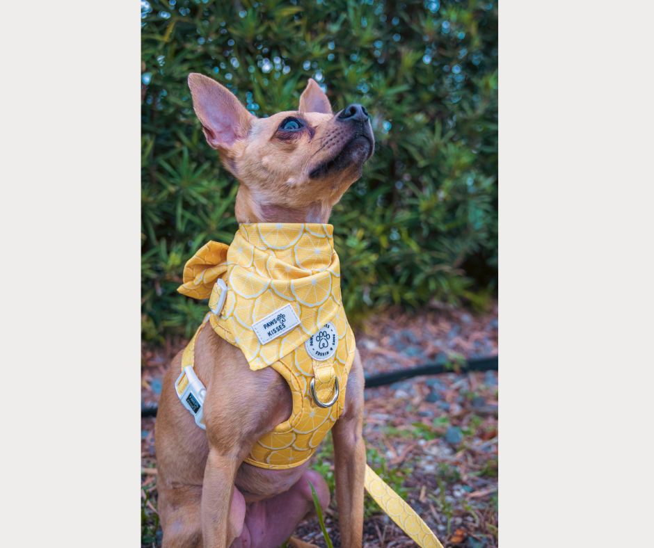Cooling Bandana - Lemon Drop