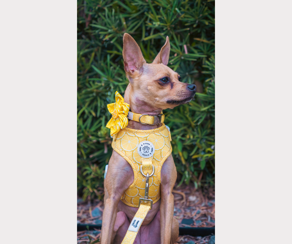 Adjustable No Pull Harness - Lemon Drop