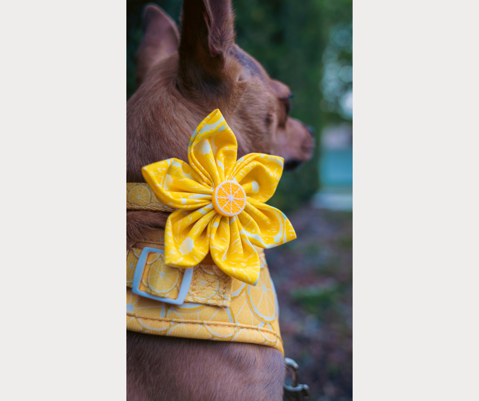 Collar Flowers - Lemon Drop