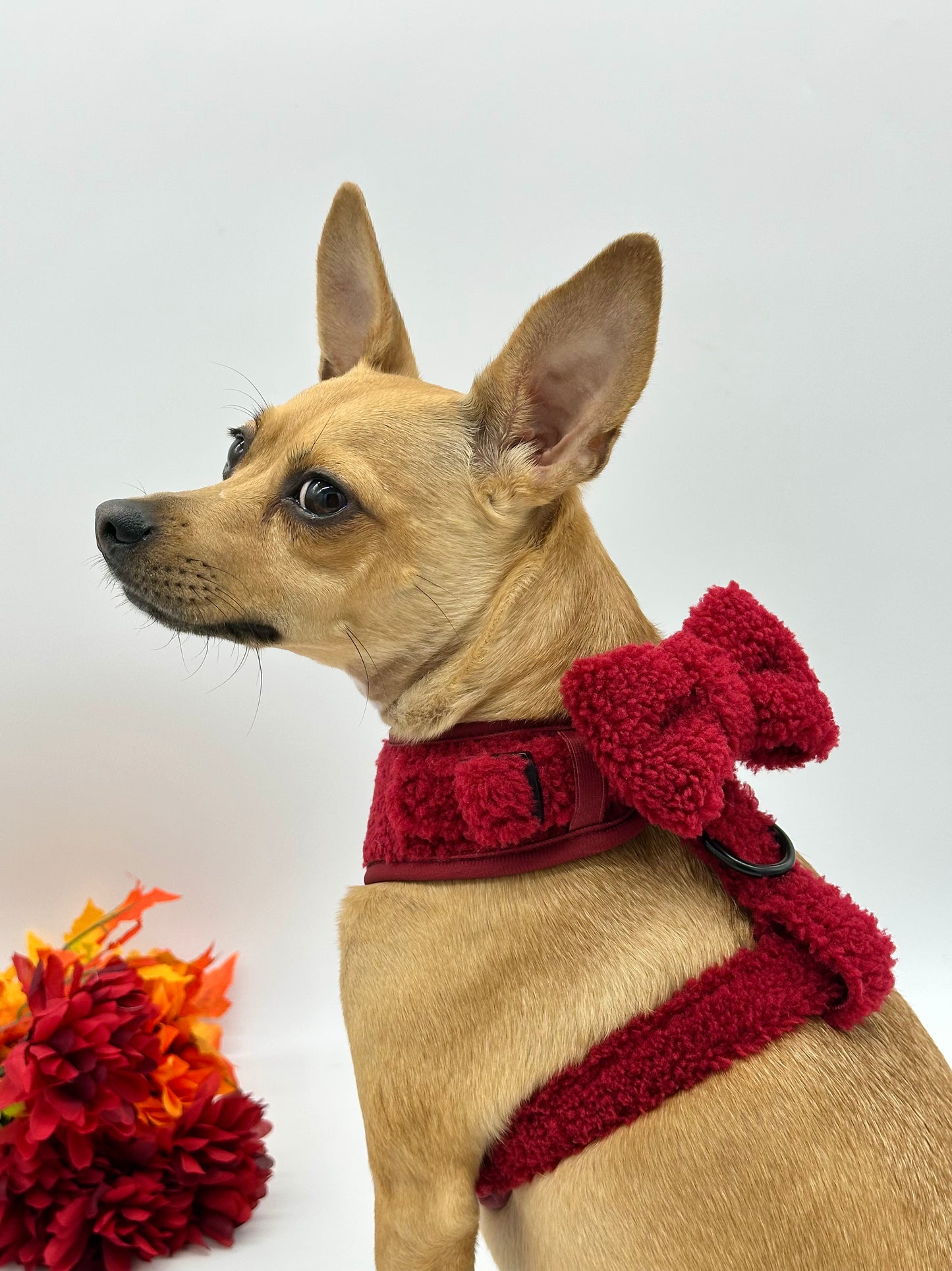 Bow - Teddy Merlot