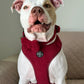 Bow - Teddy Merlot