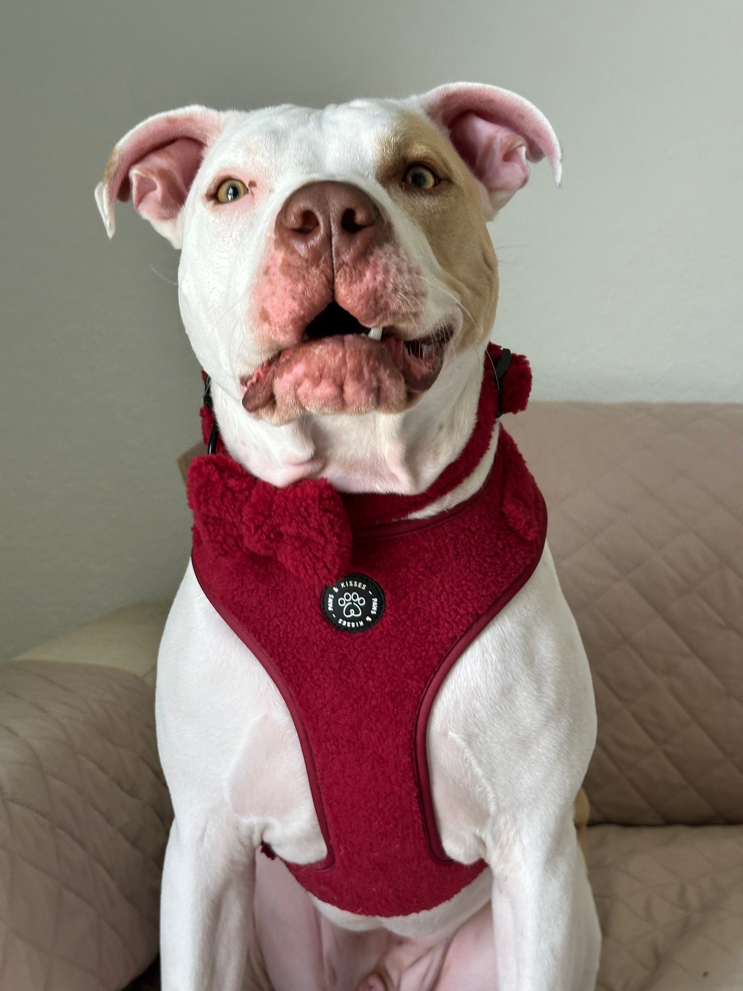 Bow - Teddy Merlot